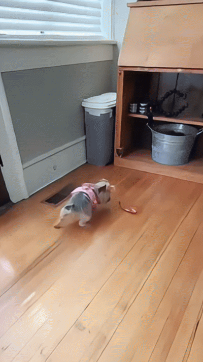 Naelo motion ball moving across a floor