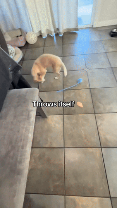 Naelo interactive toy in motion