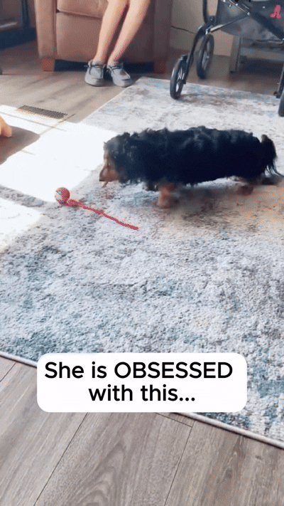 Naelo motion ball keeping a dog engaged
